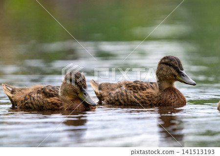 Two brown ducks glide calmly on a reflective pond. Soft water ripples surround the birds. Their dark eyes and beaks are clearly visible. Muddy feathers show natural texture Two brown ducks glide calmly on a reflective pond. Soft water ripples surround the birds. Their dark eyes and beaks are clearly visible. Muddy feathers show natural texture 141513193