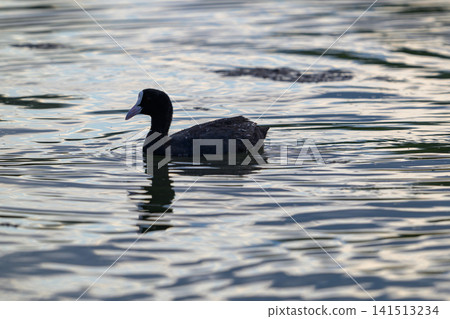 Single coot bird glides across calm water. Its head is black with a white bill. Ripples spread gently around its body. Light reflects softly on the surface. The scene feels quiet and natural Single coot bird glides across calm water. Its head is black with a white bill. Ripples spread gently around its body. Light reflects softly on the surface. The scene feels quiet and natural 141513234
