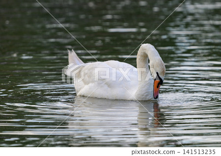 White swan floats calmly on still water. Its orange beak dips gently into the surface. Feathers appear soft against rippling reflections. The swan looks serene, undisturbed in its natural habitat White swan floats calmly on still water. Its orange beak dips gently into the surface. Feathers appear soft against rippling reflections. The swan looks serene, undisturbed in its natural habitat 141513235