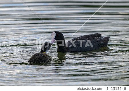 Black bird with pink beak swims near chick. Water ripples gently around them. Parent bird nuzzles young offspring. Soft natural light highlights feathers. Calm pond reflects subtle surface waves Black bird with pink beak swims near chick. Water ripples gently around them. Parent bird nuzzles young offspring. Soft natural light highlights feathers. Calm pond reflects subtle surface waves 141513246