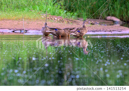 Ducks glide calmly across gentle, reflective water surface. Green reeds line the muddy shoreline behind them. Their feathers shimmer in soft, natural daylight Ducks glide calmly across gentle, reflective water surface. Green reeds line the muddy shoreline behind them. Their feathers shimmer in soft, natural daylight 141513254