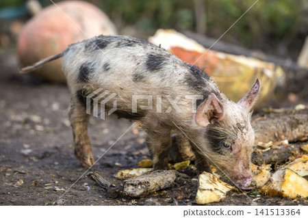 Small young funny dirty pink and black pig piglet feeding outdoors on sunny farmyard on background of pile of big pumpkins. Sow farming, natural food production. Small young funny dirty pink and black pig piglet feeding outdoors on sunny farmyard on background of pile of big pumpkins. Sow farming, natural food production. 141513364