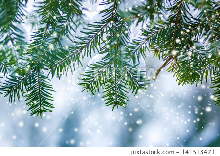 Pine tree branches with green needles covered with deep fresh clean snow on blurred blue outdoors copy space background. Merry Christmas and Happy New Year greeting postcard. Pine tree branches with green needles covered with deep fresh clean snow on blurred blue outdoors copy space background. Merry Christmas and Happy New Year greeting postcard. 141513471
