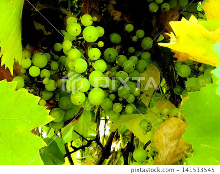 Shine Muscat Shine Muscat 141513545