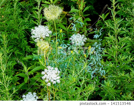Wild carrots - background material Wild carrots - background material 141513546