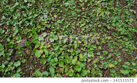 Close-up photograph of dense dark green leafy ground cover on rich brown soil, foliage concept. 141513573