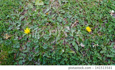 Close-up of two yellow dandelions blooming among dense green ground cover, persistence concept. Close-up of two yellow dandelions blooming among dense green ground cover, persistence concept. 141513581