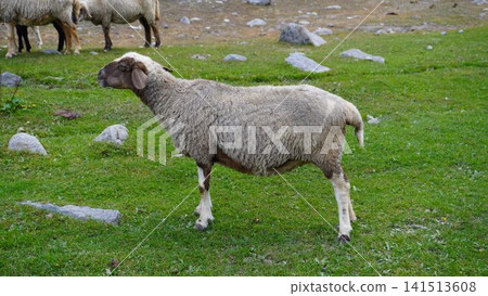 Sheep with thick gray coat standing alert on green grass with scattered gray rocks, pastoral concept. Sheep with thick gray coat standing alert on green grass with scattered gray rocks, pastoral concept. 141513608