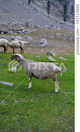 Three sheep grazing on an alpine meadow with gray boulders and rocky mountainside, highland concept. Three sheep grazing on an alpine meadow with gray boulders and rocky mountainside, highland concept. 141513609