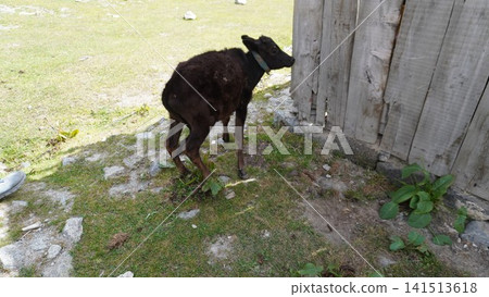 Black goat with a blue collar standing next to a weathered gray wooden fence, domestic concept. Black goat with a blue collar standing next to a weathered gray wooden fence, domestic concept. 141513618