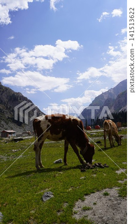 Spotted cows grazing in a green meadow beneath dramatic rocky mountains and blue sky, cattle concept. Spotted cows grazing in a green meadow beneath dramatic rocky mountains and blue sky, cattle concept. 141513622