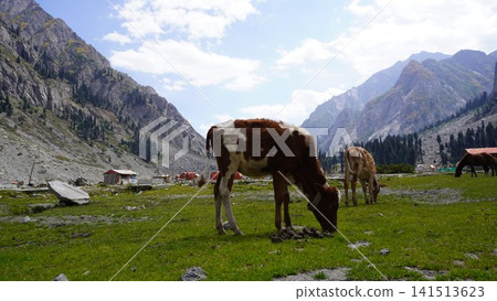 Spotted horses grazing on green grass with red-roofed buildings and rocky mountain peaks, equestrian concept. Spotted horses grazing on green grass with red-roofed buildings and rocky mountain peaks, equestrian concept. 141513623