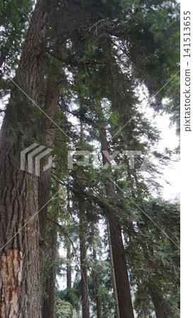 Low-angle shot of a massive cedar tree trunk with rough bark in a dense forest, scale concept. Low-angle shot of a massive cedar tree trunk with rough bark in a dense forest, scale concept. 141513655