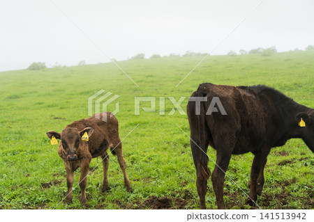 Hachijojima Fureai Ranch 141513942
