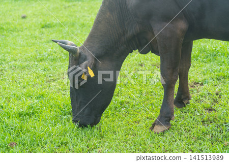 八丈島Fureai牧場 八丈島Fureai牧場 141513989