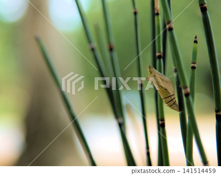 Butterfly pupae waiting to become adults on horsetail plants in July. 141514459