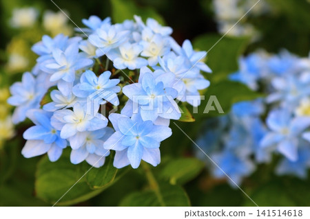 A hydrangea variety called "Twinkle Twinkle Little Star" A hydrangea variety called "Twinkle Twinkle Little Star" 141514618
