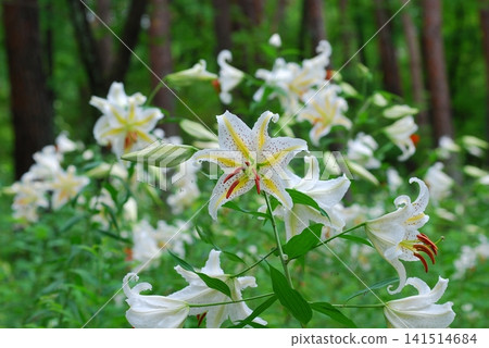 Yamamura flower Yamamura flower 141514684