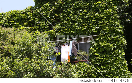 Ivy Ivy 141514776