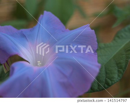 The colorful morning glory flowers that bloomed beautifully in July The colorful morning glory flowers that bloomed beautifully in July 141514797