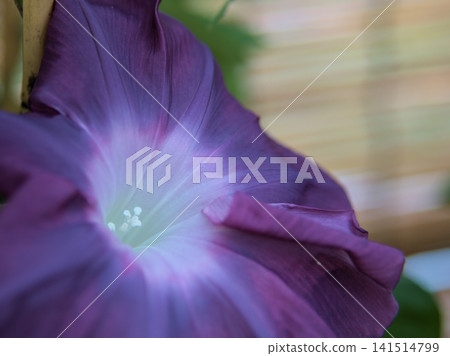 The colorful morning glory flowers that bloomed beautifully in July The colorful morning glory flowers that bloomed beautifully in July 141514799