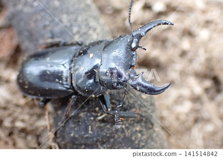 Stag beetle Stag beetle 141514842