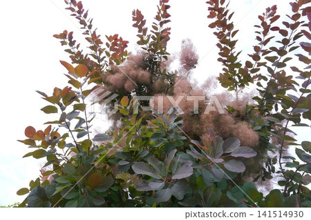Smoke tree flowers and leaves stand out against the blue sky. Smoke tree flowers and leaves stand out against the blue sky. 141514930
