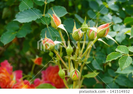 橙色的玫瑰花苞即將綻放 橙色的玫瑰花苞即將綻放 141514932