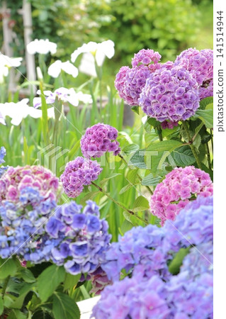 Hydrangea and irises Hydrangea and irises 141514944