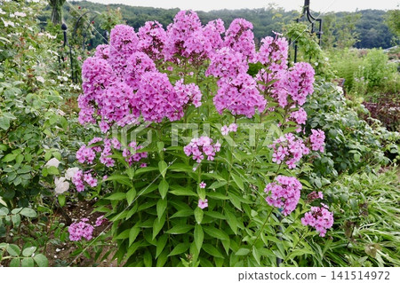 開花的草藥 開花的草藥 141514972