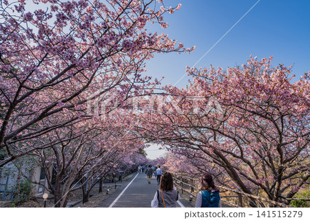 A view of Kawazu cherry blossoms at Hamaoka Sand Dunes in Omaezaki City (Shizuoka Prefecture) A view of Kawazu cherry blossoms at Hamaoka Sand Dunes in Omaezaki City (Shizuoka Prefecture) 141515279