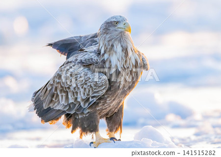 White-tailed eagle 141515282