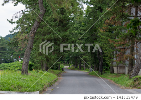 A quiet road surrounded by pine trees and lush green scenery. A quiet road surrounded by pine trees and lush green scenery. 141515479