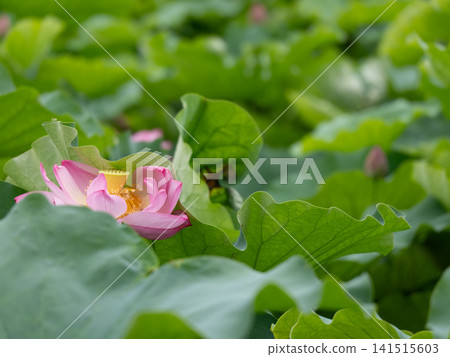 Pink lotus flowers surrounded by vibrant green leaves Pink lotus flowers surrounded by vibrant green leaves 141515603
