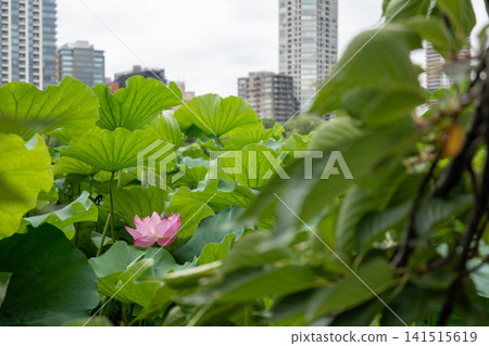 Pink lotus flowers surrounded by vibrant green leaves Pink lotus flowers surrounded by vibrant green leaves 141515619