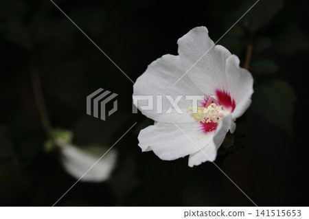 白色木槿花 白色木槿花 141515653