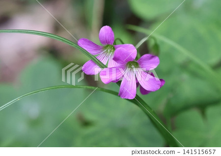 紫草 紫草 141515657
