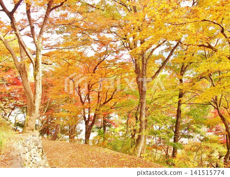 Scenery of Ojiya Funayama Park enveloped in autumn foliage Scenery of Ojiya Funayama Park enveloped in autumn foliage 141515774