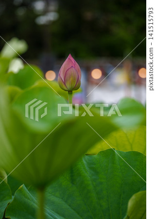 Large, lush green lotus leaves and pink lotus flower buds reflected in a blurred background. Large, lush green lotus leaves and pink lotus flower buds reflected in a blurred background. 141515793