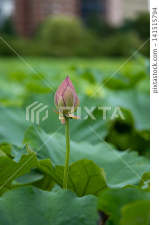 Large, lush green lotus leaves and pink lotus flower buds Large, lush green lotus leaves and pink lotus flower buds 141515794