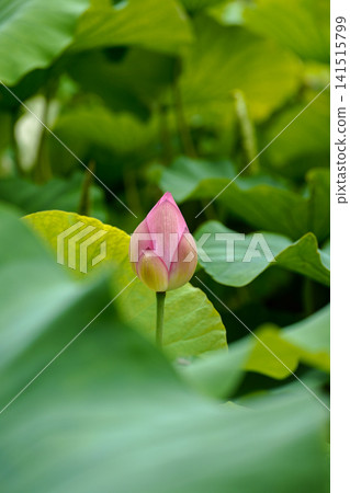 Large, lush green lotus leaves and pink lotus flower buds 141515799
