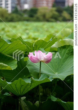 蓮花被翠綠的葉子所環繞。 141516126