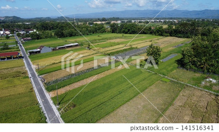 Aerial View of Lush Green Agricultural Fields with Rural Road Aerial View of Lush Green Agricultural Fields with Rural Road 141516341