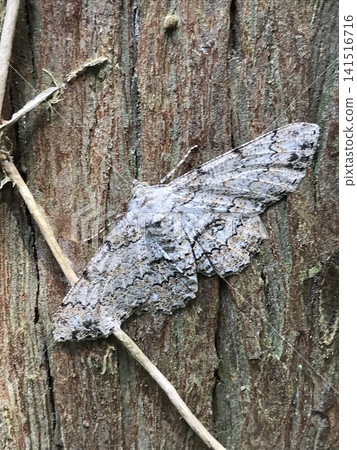 Geometrid moths perched on tree trunks Geometrid moths perched on tree trunks 141516716