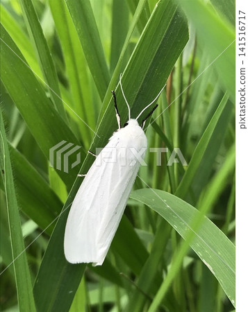 一隻白蟋蟀棲息在一根草葉上 一隻白蟋蟀棲息在一根草葉上 141516717