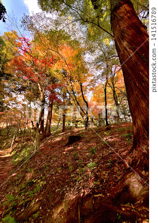 Beautiful autumn foliage in Momijiyama Beautiful autumn foliage in Momijiyama 141516789