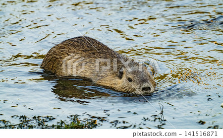 Nutria inhabit the agricultural area in western Komaki City Nutria inhabit the agricultural area in western Komaki City 141516871