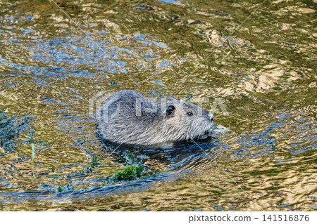 Nutria inhabit the agricultural area in western Komaki City Nutria inhabit the agricultural area in western Komaki City 141516876