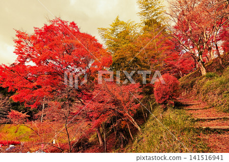 紅葉山的秋葉真美 紅葉山的秋葉真美 141516941