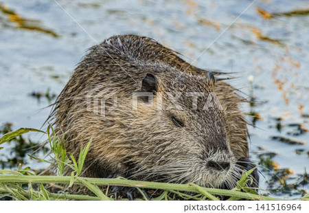 Nutria inhabit the agricultural area in western Komaki City Nutria inhabit the agricultural area in western Komaki City 141516964